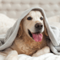 Pet Loss: A Grief Guide for BC Pet Owners