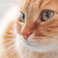 Pet Cremation: A Guide for BC Pet Owners