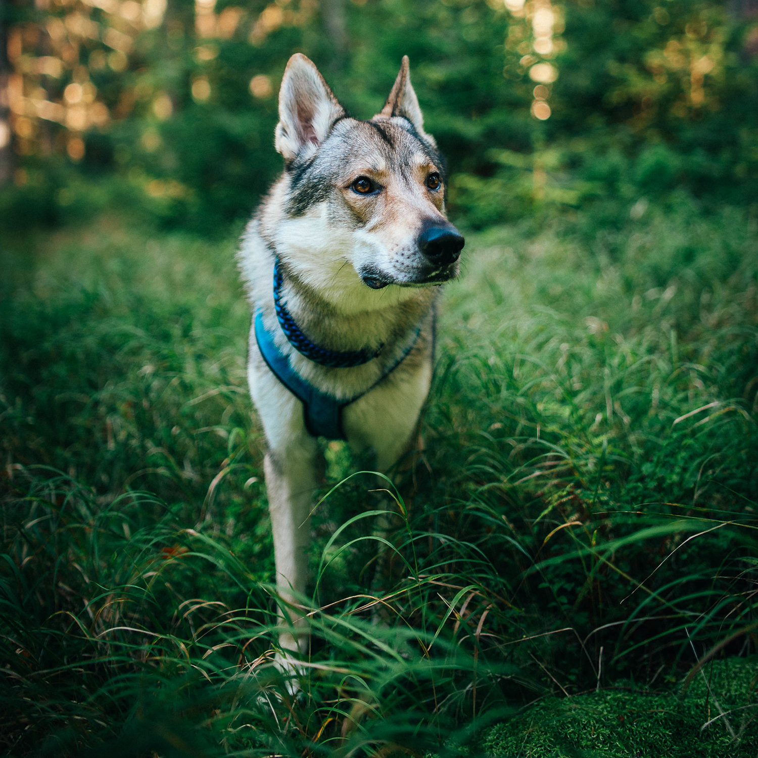 Pet Terramation