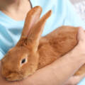 Why Hereafter Pets Is the Best Choice for Aftercare in the Fraser Valley