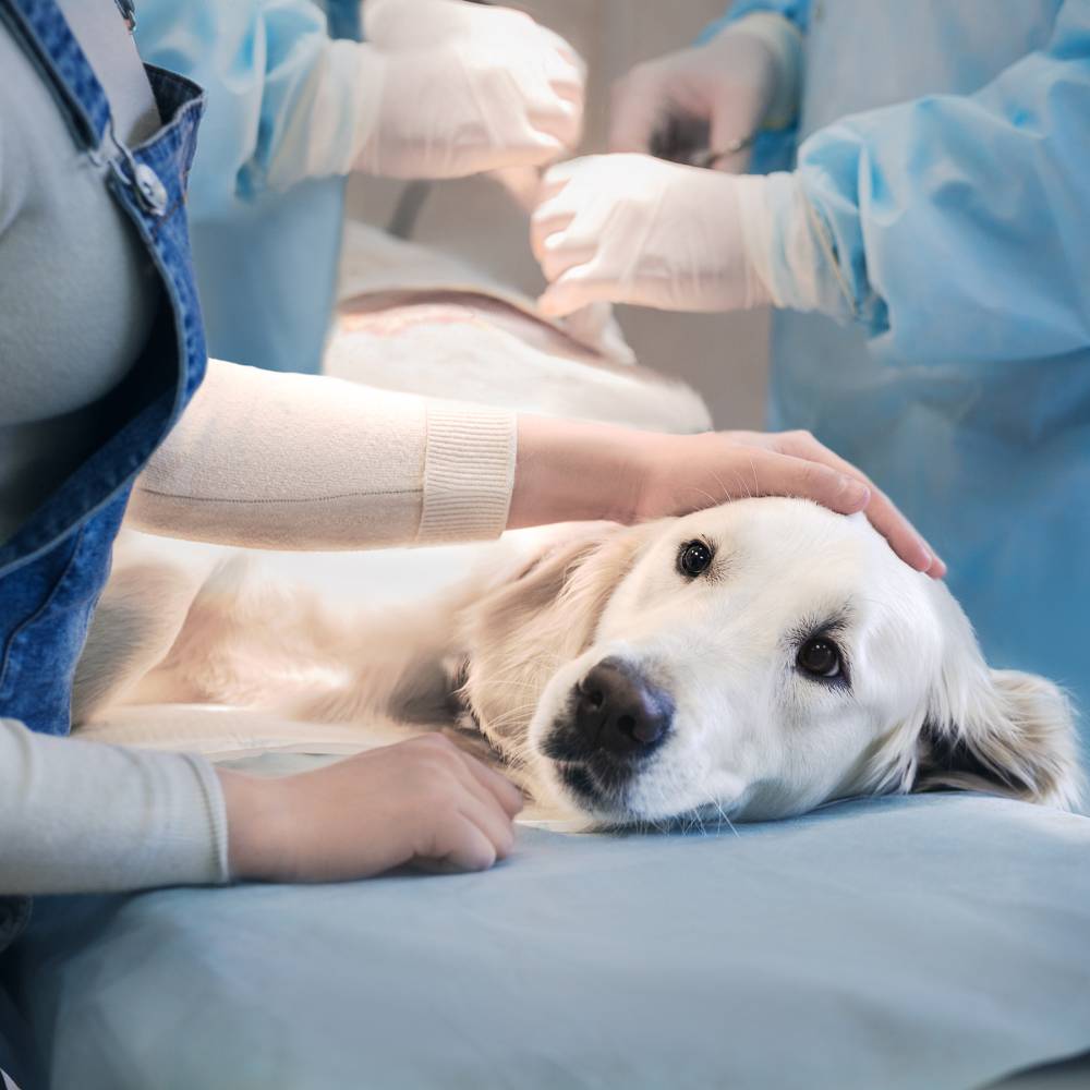 Ill golden retriever on operating table in veterinarian's clinic